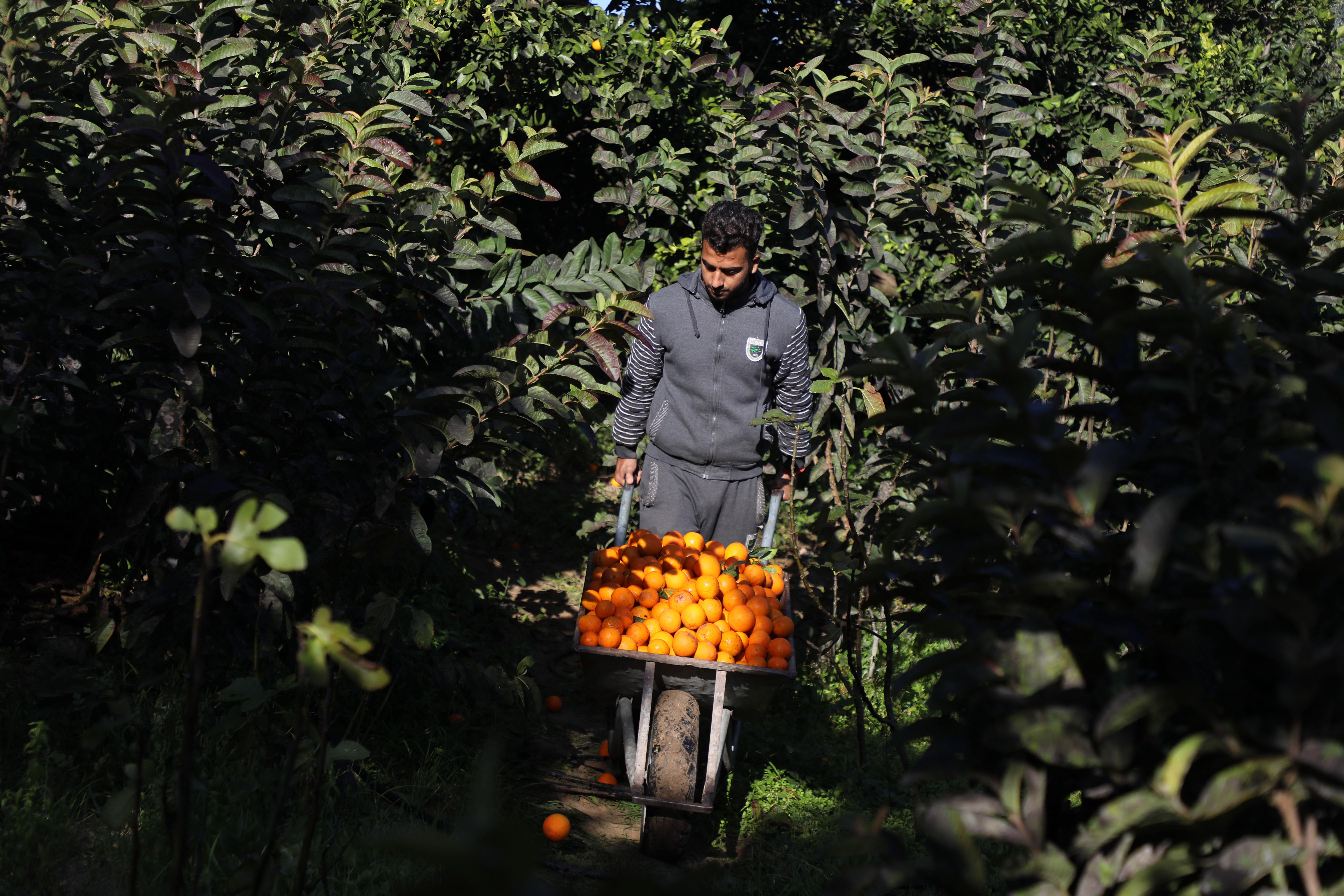 gaza palestine oranges harvest