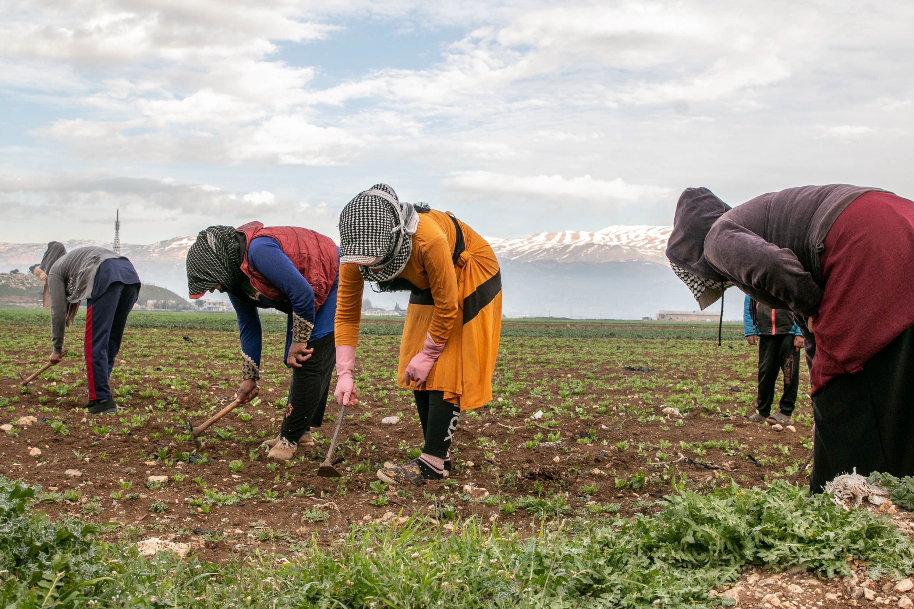 Des Syriennes originaires de Raqqa travaillent dans des champs près d’Anjar (MEE/Philippe Pernot)