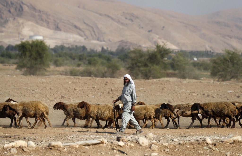 A Bedouin shepherd walks with his herd of sheep in the Jordan Valley on 11 September (AFP)