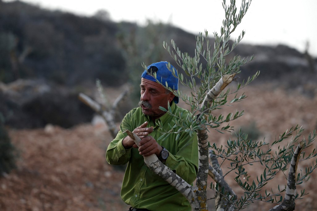 Damaged olive trees