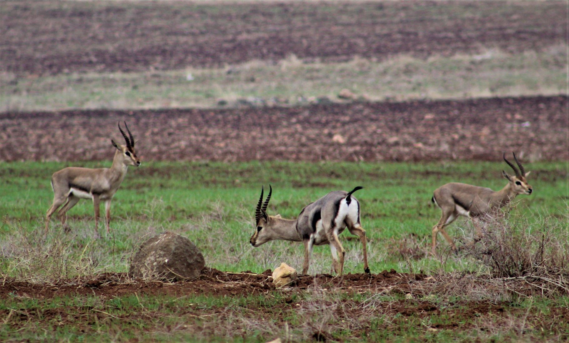 Male mountain gazelles in Hatay