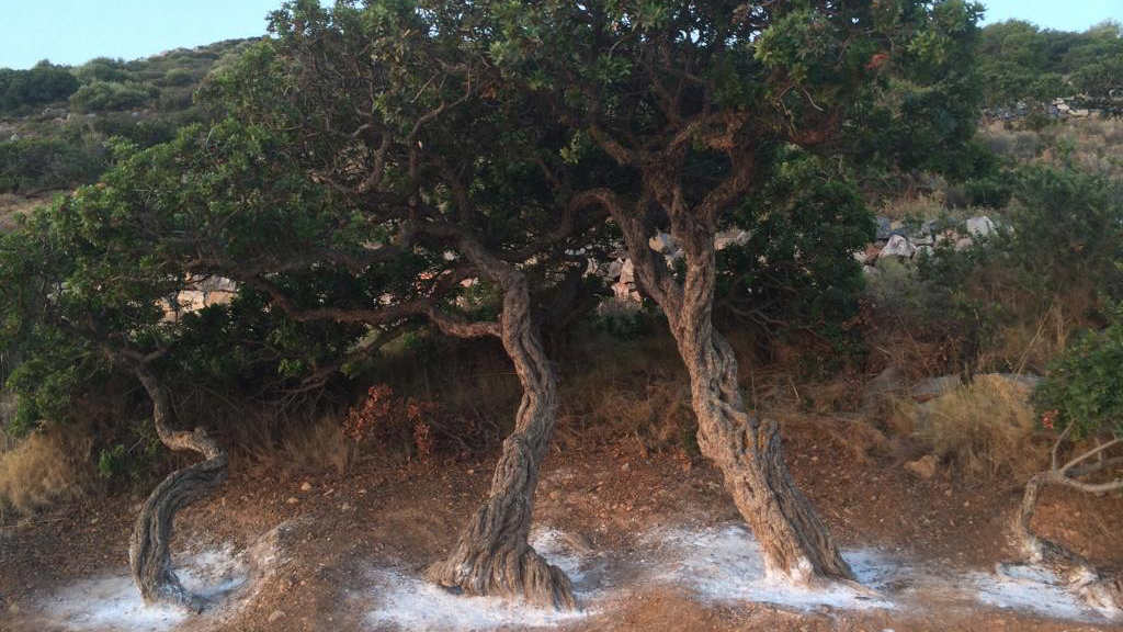 Les arbres à mastic sont faciles à repérer en raison de la poudre blanche de carbonate de calcium située sous leur tronc (MEE/Artemis Kohas)