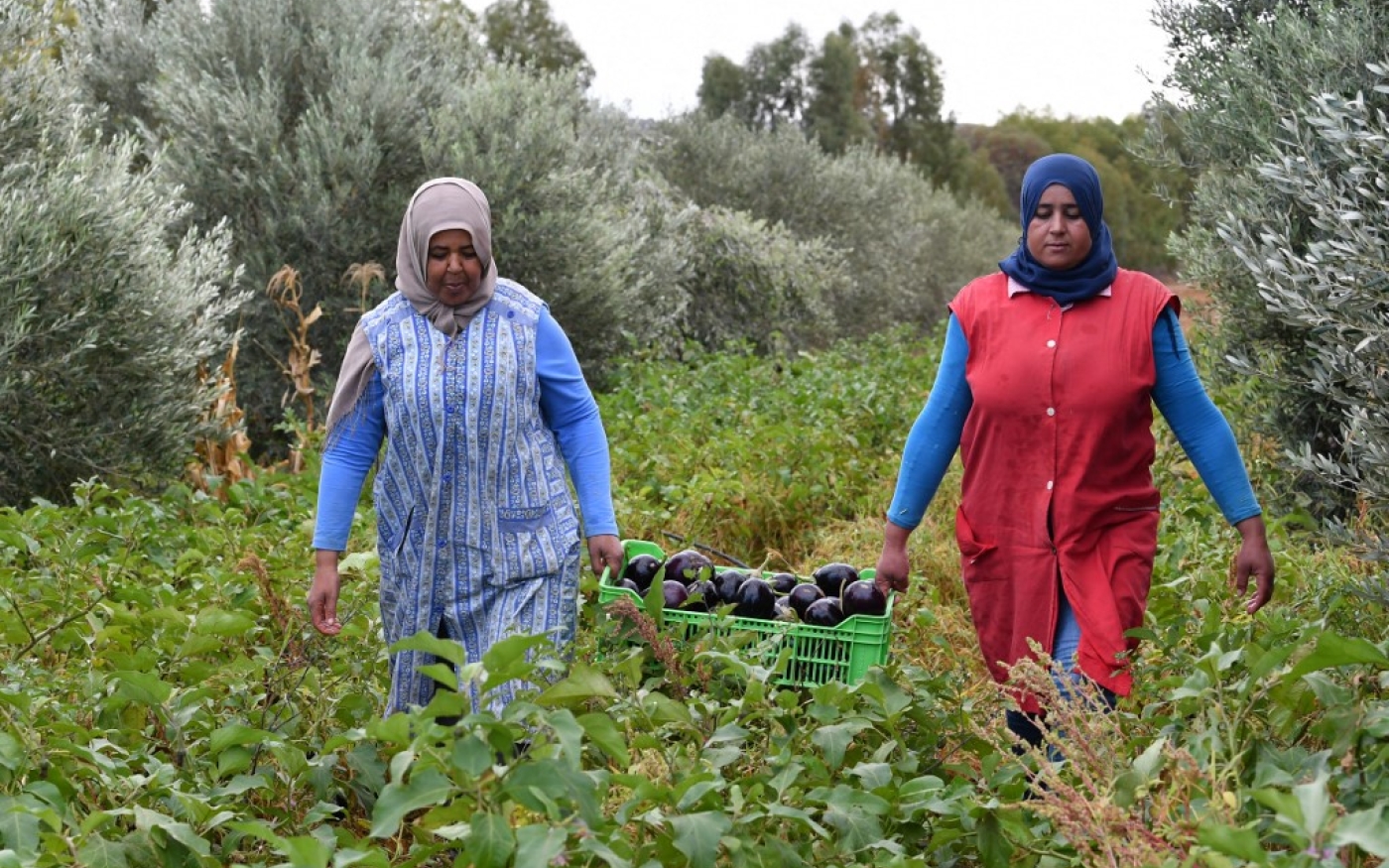 Le bio tunisien s’est considérablement développé lors des deux dernières décennies avec vingt fois plus de superficies cultivées en 2020 (AFP/Fethi Belaïd)