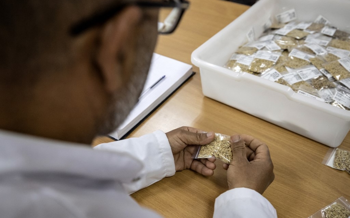 Un chercheur du Centre international de recherche agricole en zones sèches (ICARDA) tient un sac de graines résilientes dans la région de Marchouch, au nord-ouest du Maroc, le 18 avril 2024 (Fadel Senna/AFP)