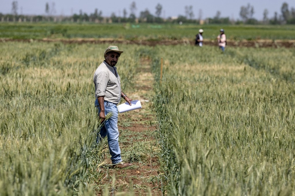 Un chercheur du Centre international de recherche agricole en zones arides (ICARDA) se promène dans un champ cultivé dans la région de Marchouch, au nord-ouest du Maroc, le 18 avril 2024 (Fadel Senna/AFP)