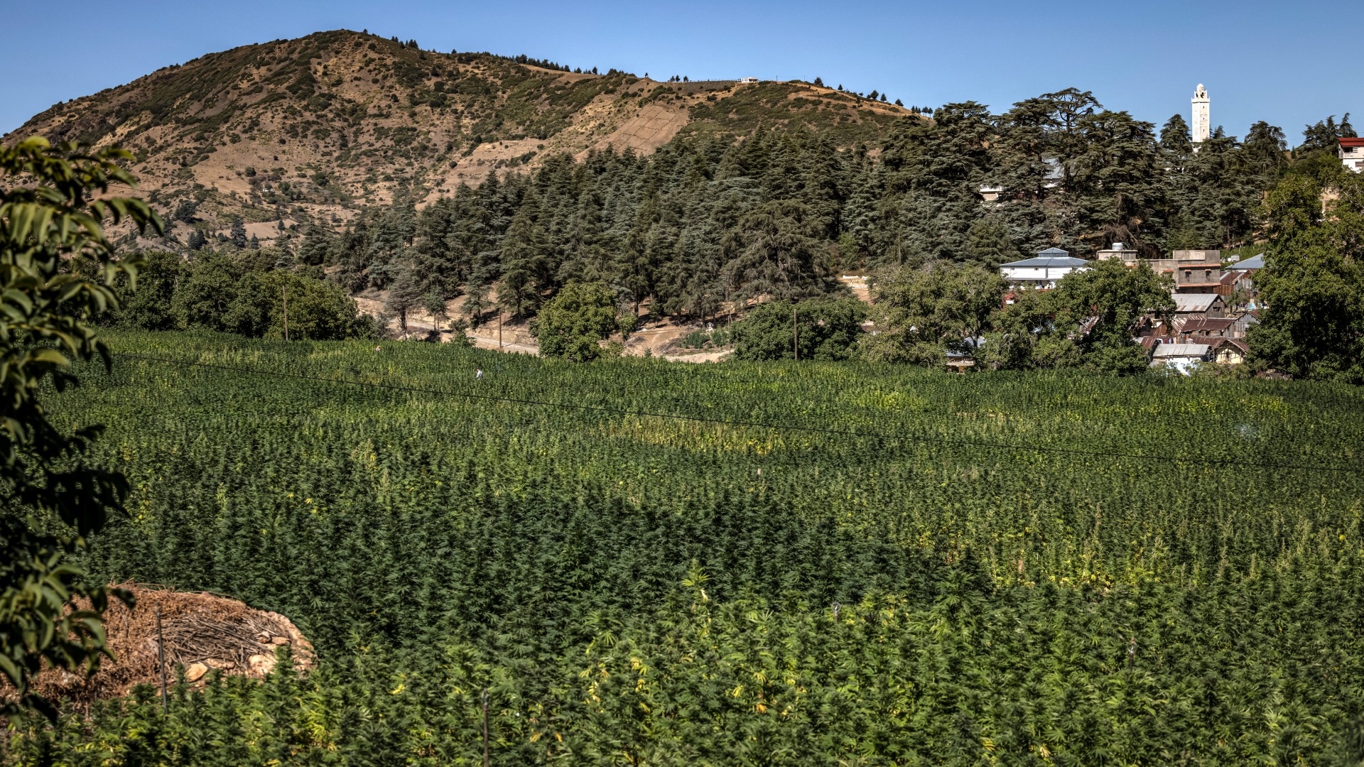 This picture taken on 16 September 2022 shows a view of a cannabis field in the village of Azila in Morocco's Ketama region (AFP/Fadel Senna)